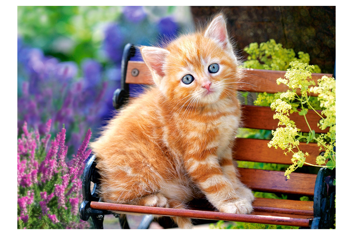 Рыженький котенок с горшком цветов без смс